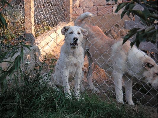 kavkaski Wolfhound